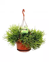 Рипсалис - Rhipsalis heteroclada D14 H25