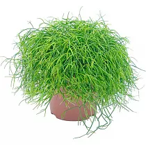 Рипсалис кассута пустоплодный - Rhipsalis cassuta D14 H15