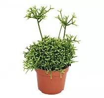 Рипсалис - Rhipsalis yellow D14 H20