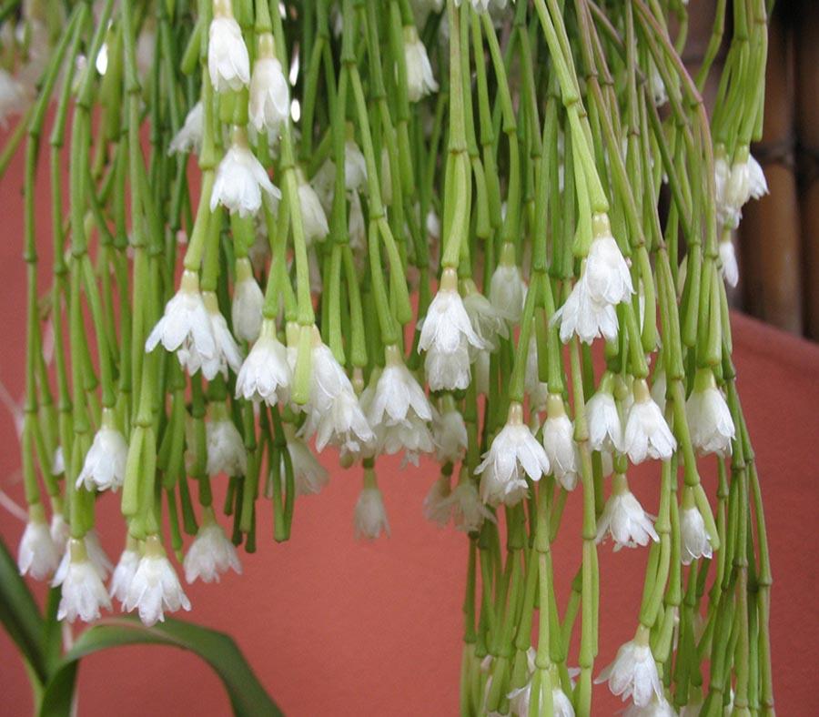 Рипсалис, или Прутовик с белыми цветами