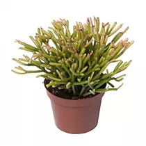Рипсалис шишковатый (булавовидный) - Rhipsalis clavata Easy Sweety D9 H15