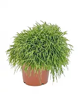 Рипсалис Барчела - Rhipsalis burchellii D14 H20