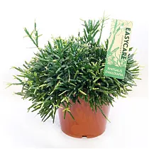 Рипсалис Эвальда - Rhipsalis Ewaldiana D12 H15
