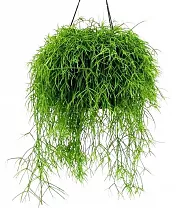 Рипсалис Кассута подвесной - Rhipsalis cassutha hanging D18 H30