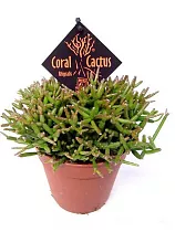 Рипсалис Барчела - Rhipsalis burchellii Coral nature D12 H18