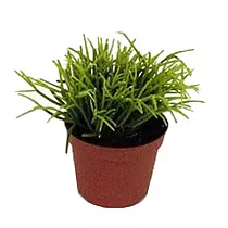Рипсалис кассута пустоплодный - Rhipsalis cassuta D9 H12