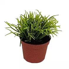 Рипсалис кассута пустоплодный - Rhipsalis cassuta D9 H12