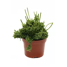 Рипсалис мезембриантемовый - Rhipsalis mesembryanthemoides D10 H12