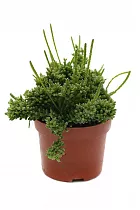 Рипсалис мезембриантемовый - Rhipsalis mesembryanthemoides D10 H12
