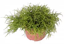 Рипсалис волосовидный - Rhipsalis capilliformis D12 H15