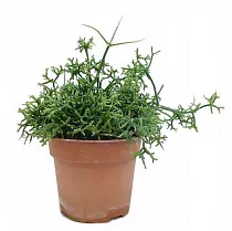 Рипсалис Барчела - Rhipsalis burchellii D14 H25