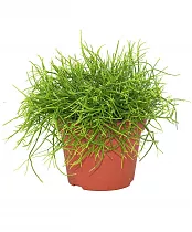 Рипсалис - Rhipsalis yellow D12 H12