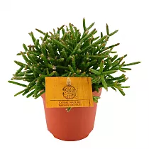 Рипсалис Барчела - Rhipsalis burchellii Coral nature D10 H15