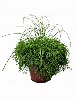 Рипсалис кассута пустоплодный - Rhipsalis cassuta D12 H20