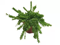 Рипсалис мезембриантемовый - Rhipsalis mesembryanthemoides D12 H20