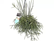 Рипсалис опушенноплодный (пилокарпа) - Rhipsalis pilocarpa D14 H25