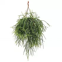 Рипсалис - Rhipsalis pulchra D15 H30