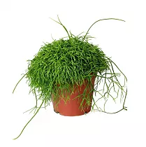 Рипсалис кассута пустоплодный - Rhipsalis cassutha Bambino D12 H15