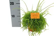Рипсалис кассута пустоплодный - Rhipsalis cassutha coral breeze D9 H12