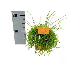 Рипсалис кассута пустоплодный - Rhipsalis cassutha coral breeze D9 H12