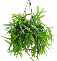Рипсалис - Rhipsalis micrantha f. rauhiorum D12 H20