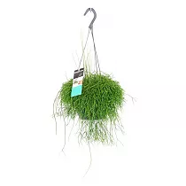 Рипсалис Кассута подвесной - Rhipsalis cassutha hanging D17 H25