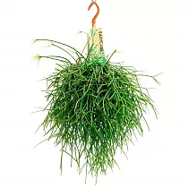 Рипсалис Кассута подвесной - Rhipsalis cassutha hanging D15 H30