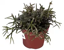 Рипсалис опушенноплодный (пилокарпа) - Rhipsalis pilocarpa D12 H15