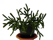 Рипсалис Линдберга - Rhipsalis lindbergiana Easy Magic H9 H12