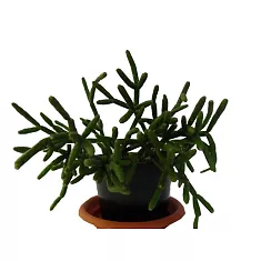 Рипсалис Линдберга - Rhipsalis lindbergiana Easy Magic H9 H12