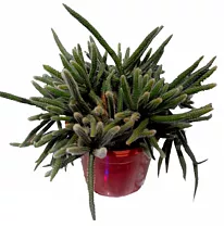 Рипсалис ужасный - Rhipsalis baccifera ssp horrida D12 H20