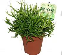 Рипсалис - Rhipsalis heteroclada Easy Clada D18 H25