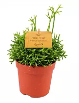 Рипсалис цереускула - Rhipsalis cereuscula coral shine D14 H20