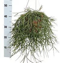 Рипсалис - Rhipsalis neves armondii D15 H30