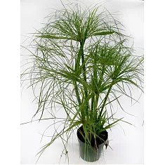 Циперус - Cyperus Jela  D12 H45
