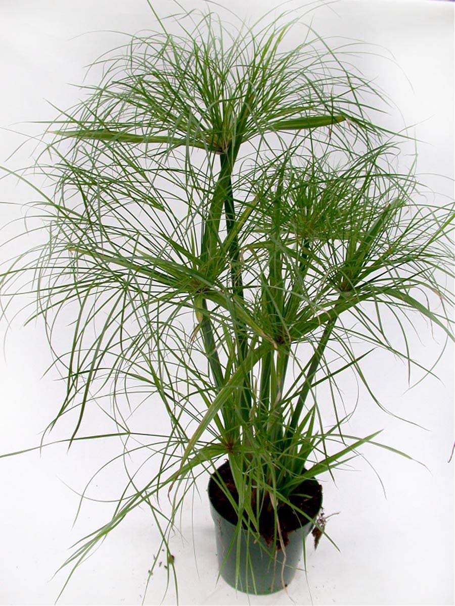 Циперус - Cyperus Jela  D12 H45