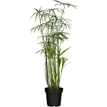 Циперус хаспан - Cyperus haspan D12 H50
