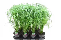 Циперус - Cyperus Zumula D12 H35