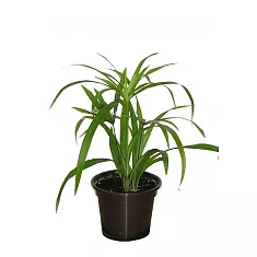 Циперус раскидистый - Cyperus diffusus D9 H20
