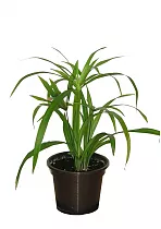 Циперус раскидистый - Cyperus diffusus D9 H20