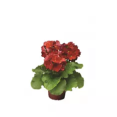 Примула обконика красная - Primula D12 H27