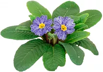 Примула обконика фиолетовая - Primula D10 H20