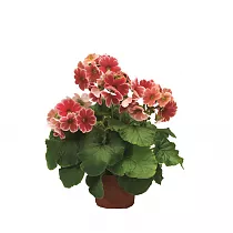 Примула обконика красная - Primula D10 H20