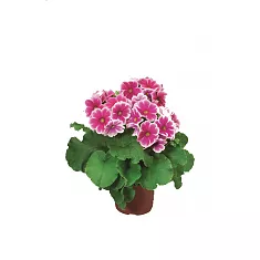 Примула обконика розовая - Primula D10 H27
