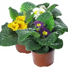 Примула обконика микс - Primula D12 H27