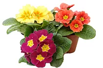 Примула обконика микс - Primula D10 H20