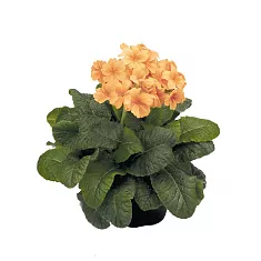 Примула обконика ораньжевая - Primula D9 H15