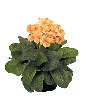 Примула обконика ораньжевая - Primula D9 H15