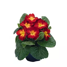Примула обконика красно-желтая - Primula D9 H15