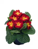 Примула обконика красно-желтая - Primula D9 H15